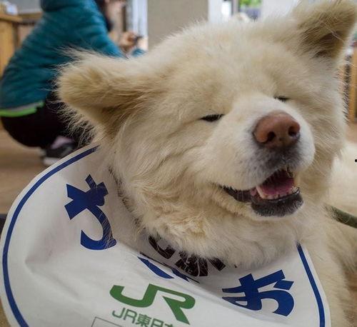 日本狗明星,闪耀舞台的忠诚伙伴